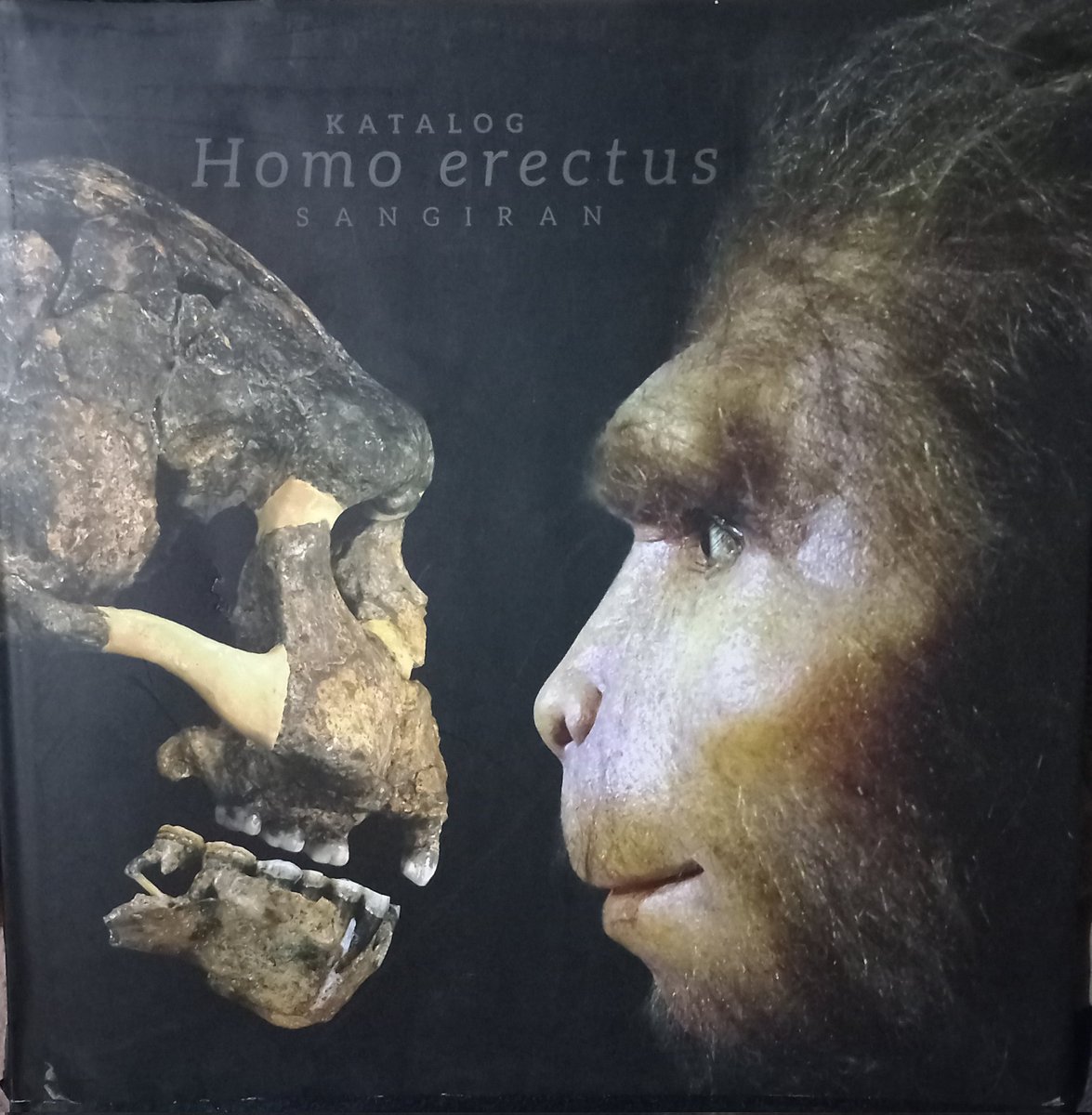 hagogah's tweet photo. Menarik banget, thanks kak! Aku ikut tambahin list tahun penemuan dan tempat penyimpanan fossil Homo erectus di Sangiran ya kak. Sumbernya dari buku katalog ini, mohon koreksi kalau ada yang kelewat atau belum pembaruan. Semoga bermanfaat! 😉
#erectus #sangiran #kilasbalik https://t.co/eJhiAN9KqD