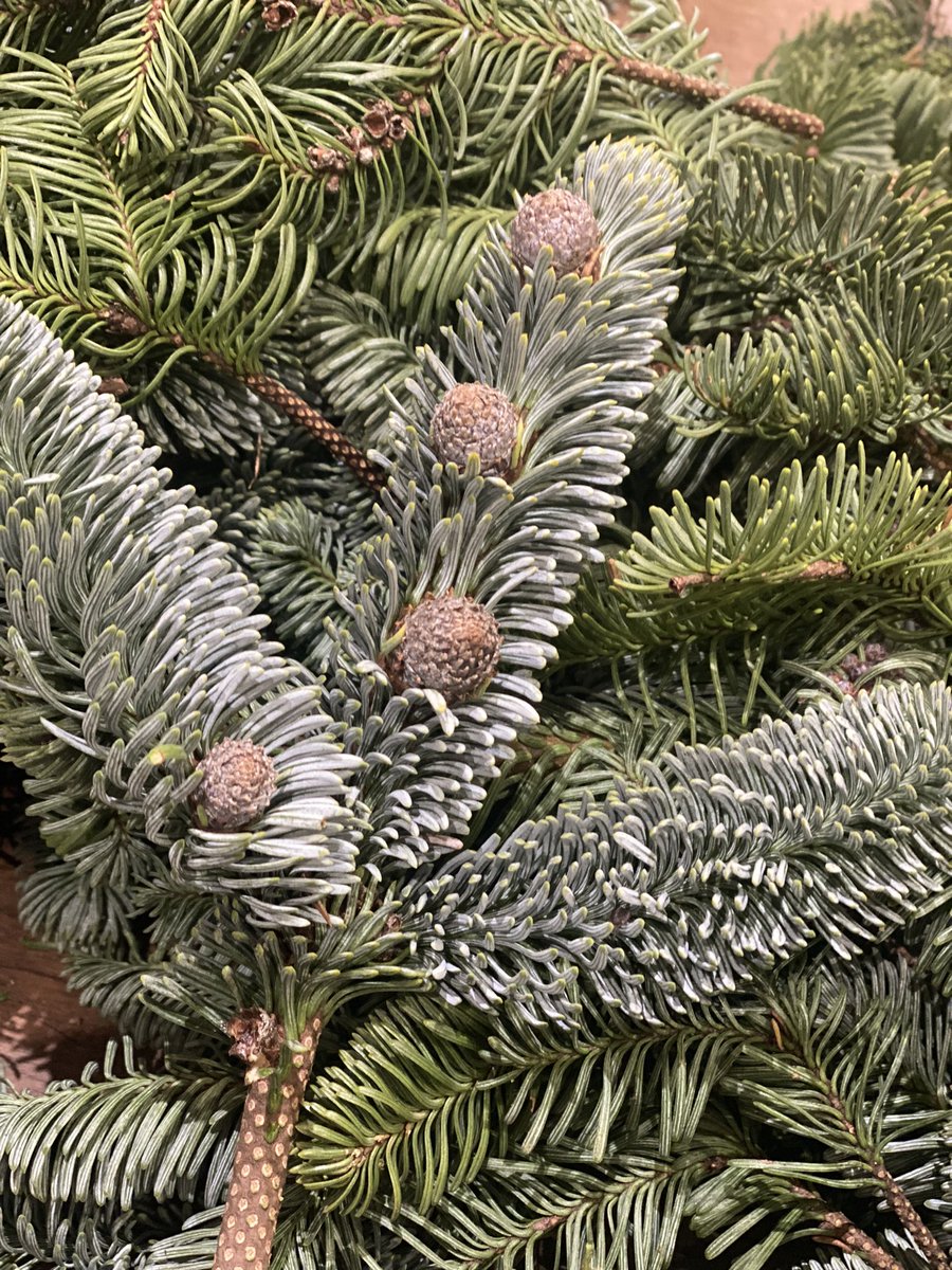Prepping for tonight’s wreath-making workshop and marvelling at the beauty of seasonal foliage. 🌲
#doorwreath #christmaswreathworkshop #wreathmakingworkshop #makeyourownwreath #creativechristmas #christmaswreath #christmas2022 #naturalchristmas #naturalchristmasdecor
