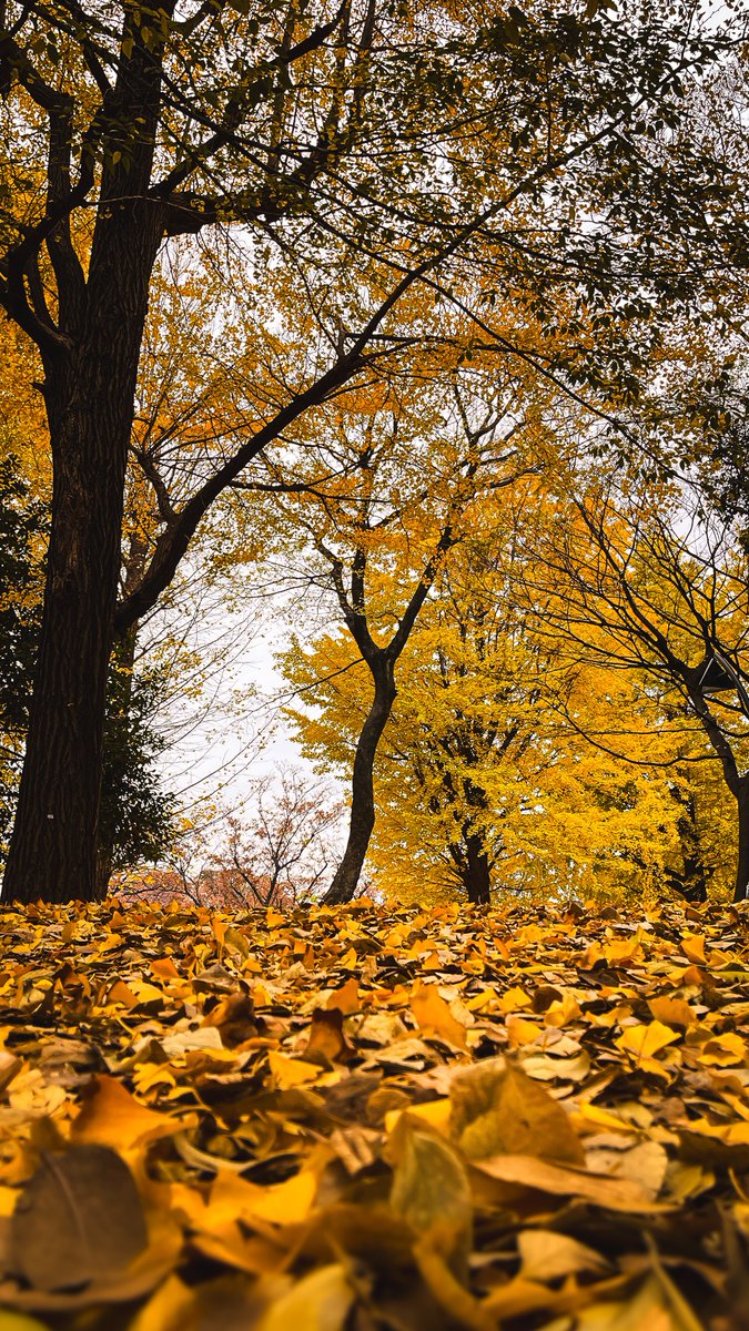 Eye_drops_flow's tweet image. 銀杏の香りが何とも🤣