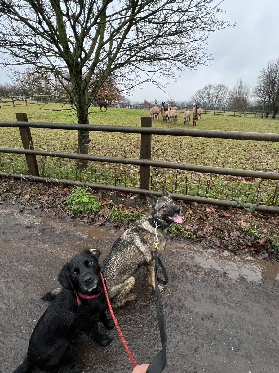 PD Jinx & RPD Duke 💙💙 tweet media