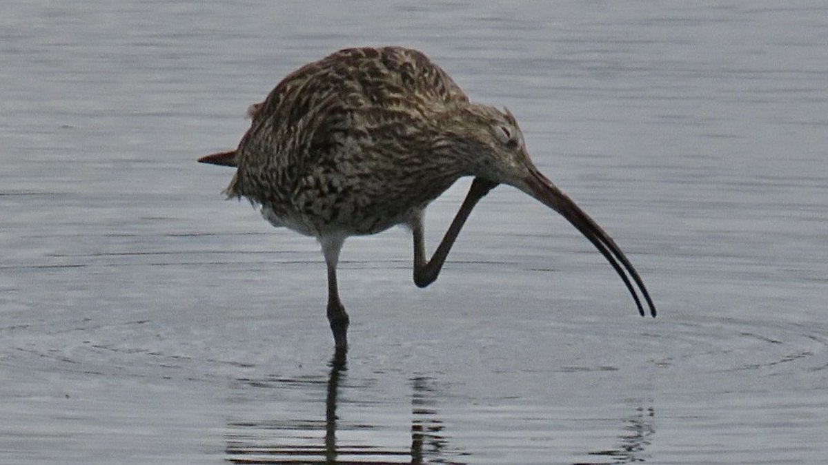 Give it a good old scratch! Curlew at #uptonwarren’s Flashes today @WorcsWT @Natures_Voice @RSPBEngland @WestMidBirdClub @RSPBbirders @BTO_Worcs @upstarts1979 @WorcsBirding @waderquest @_BTO @curlewcalls @CurlewAction @CurlewLIFE