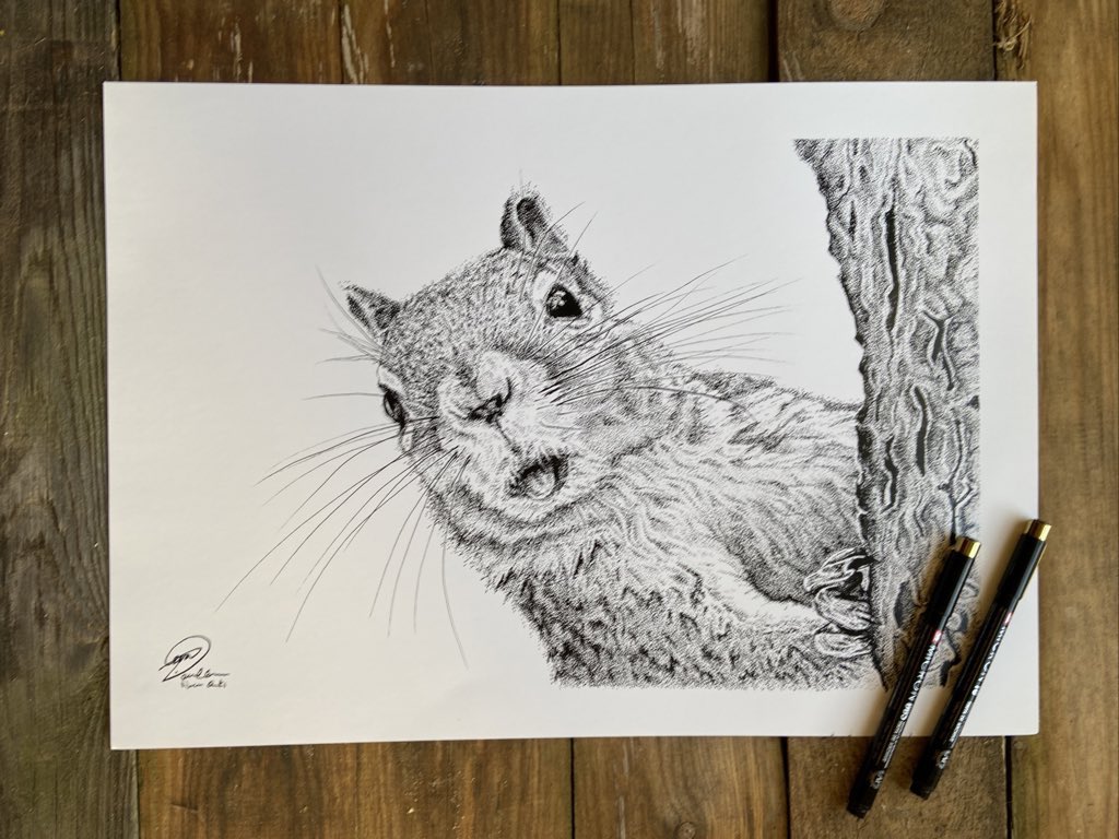 <a href="/OurSquirrels/">Save our Red Squirrels</a> cheeky boy