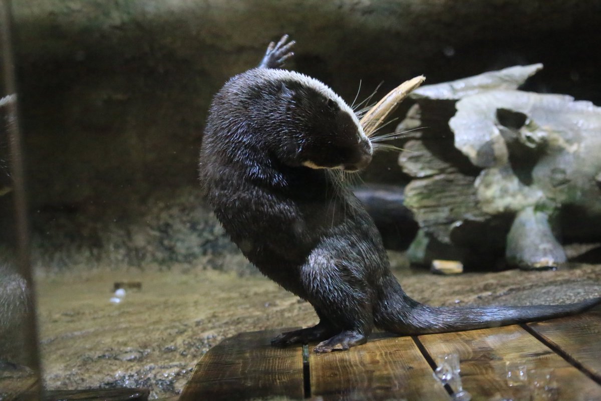 モフモフポンポン on X