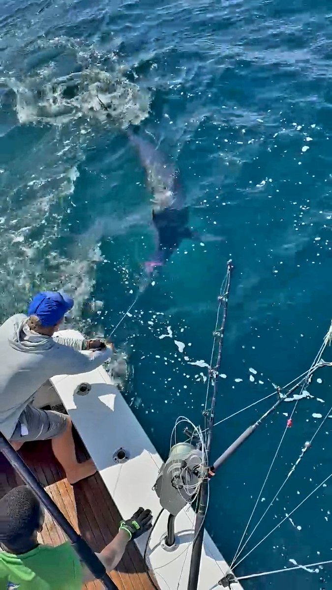 MarlinReport's tweet photo. Luanda, Angola - Tudo Fish went 1-4 on Blue Marlin. https://t.co/eMr3FfLSEK