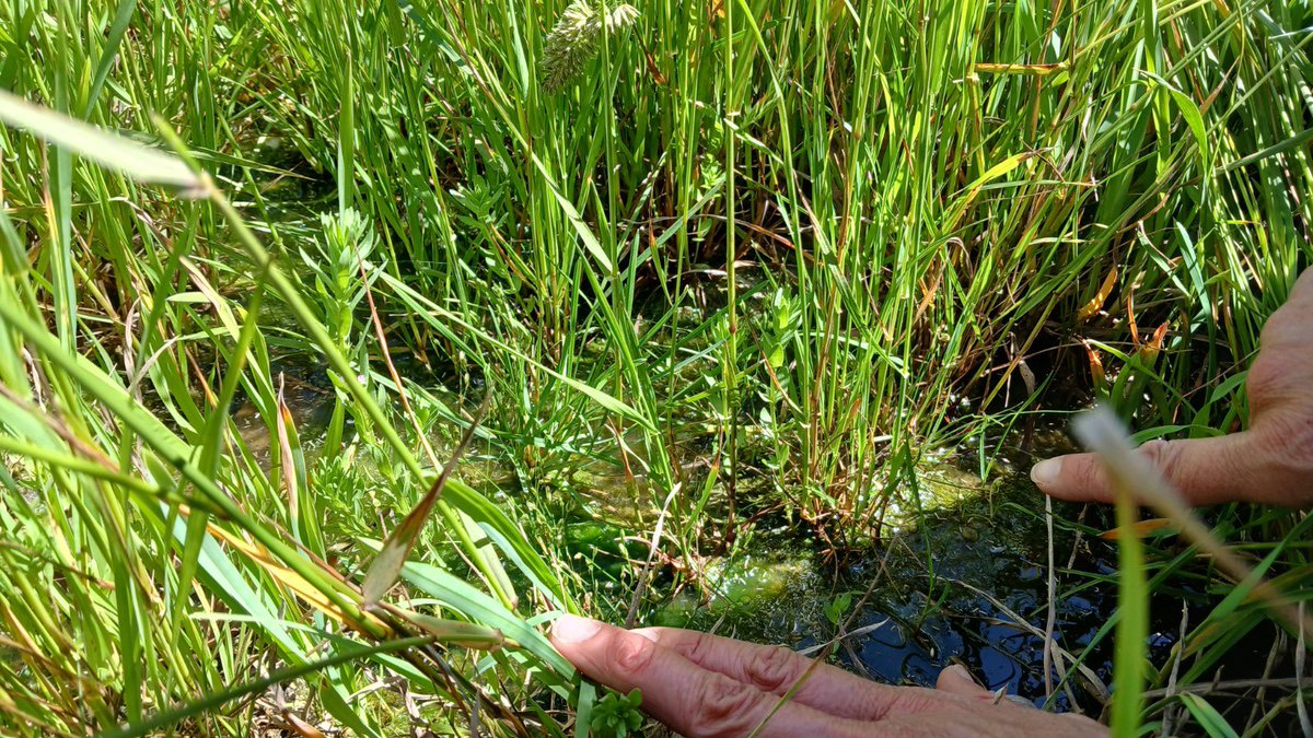 Las Dras. Guadalupe Ares y Natalia Vercelli, la Lic. Camila Gregorini, becaria doctoral del CONICET y Yamilé Irazabal, estudiante del Profesorado de Biología de la Facultad de Agronomía (UNICEN), realizaron recorrida en áreas de afloramiento rocoso en la cuenca del arroyo Videla