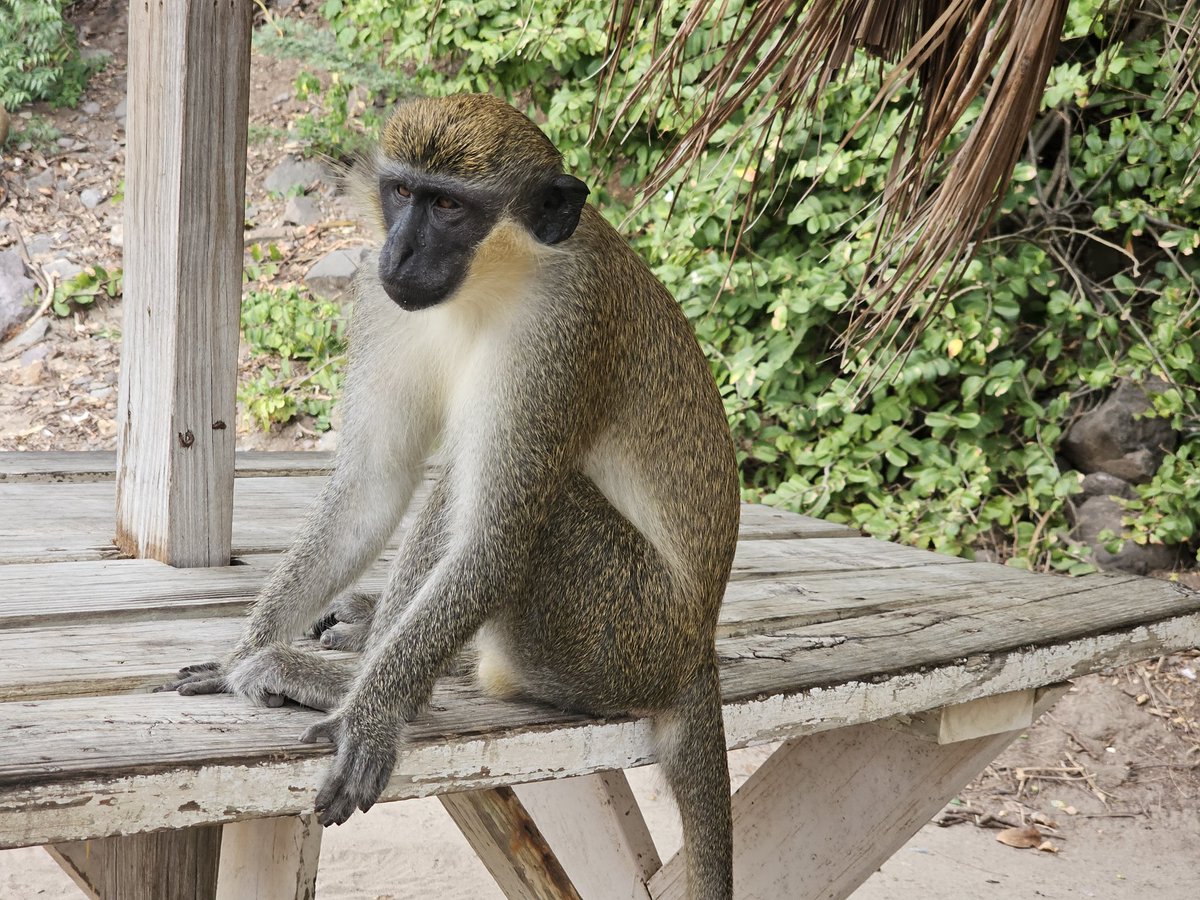NateValeriote's tweet image. On monkey time...

#monkey #vervet #wildlife #wildlifephotography @ThePhotoHour @YoushowmeP #stkitts