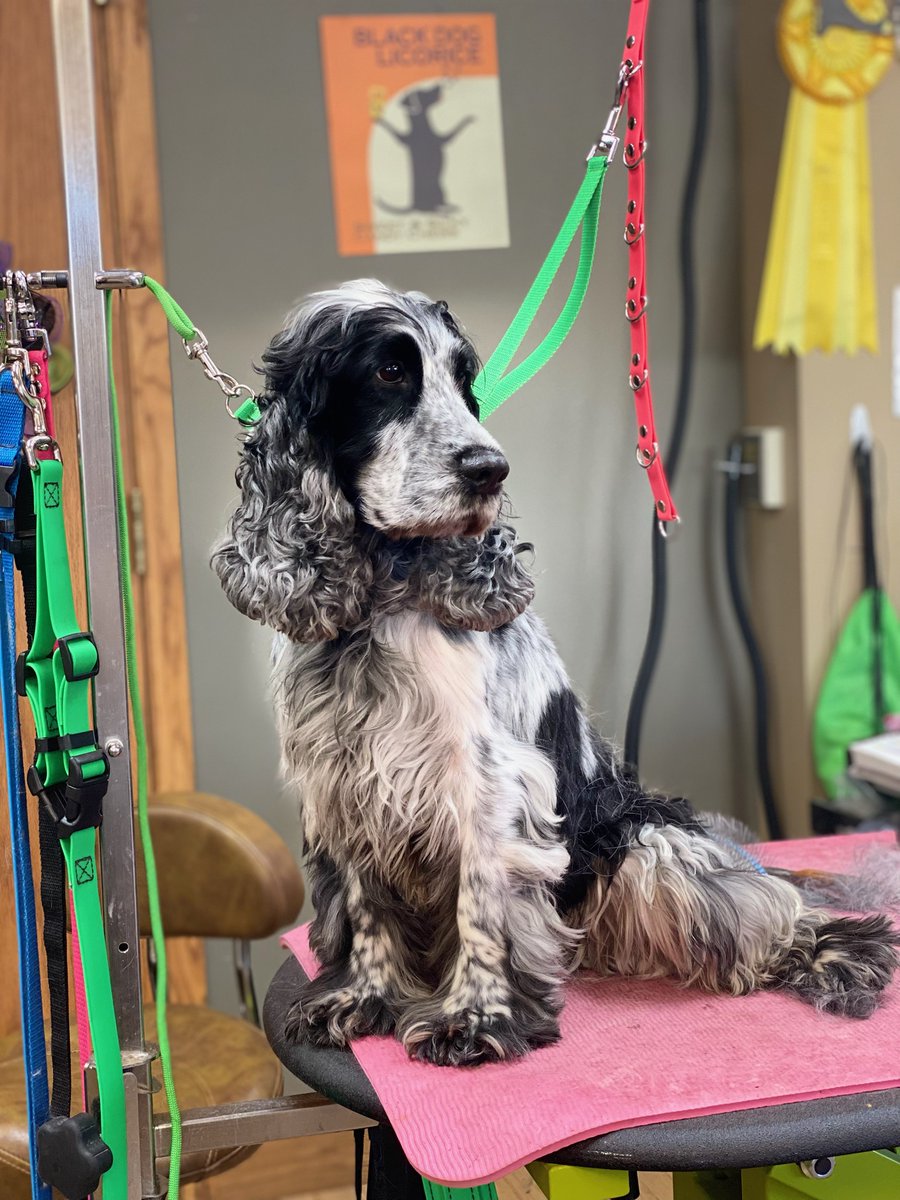 groomingdalesmt's tweet image. 🐶🛁 It's time to pamper your furry friend! Treat your dog to a luxurious grooming session at our salon. They deserve to look and feel their best! 💅✨ #DogGrooming #SpoiledPup #PamperedPets #GroomingSession #FurryFriends #DogSpa #TreatYourDogRight 🐾🐾