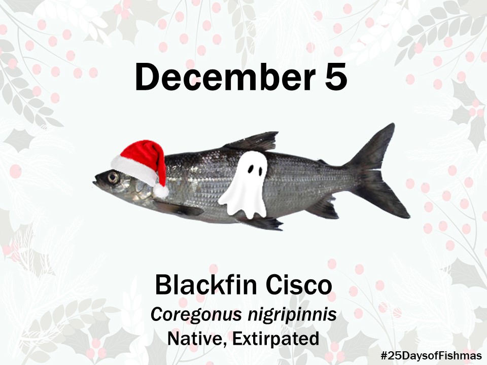 Katie O'Reilly on X: Blackfin cisco was one of a bunch of similar-looking  (and taxonomically-confusing) species in the #GreatLakes collectively  called “ciscoes - this group of freshwater whitefish (genus Coregonus) is  actually