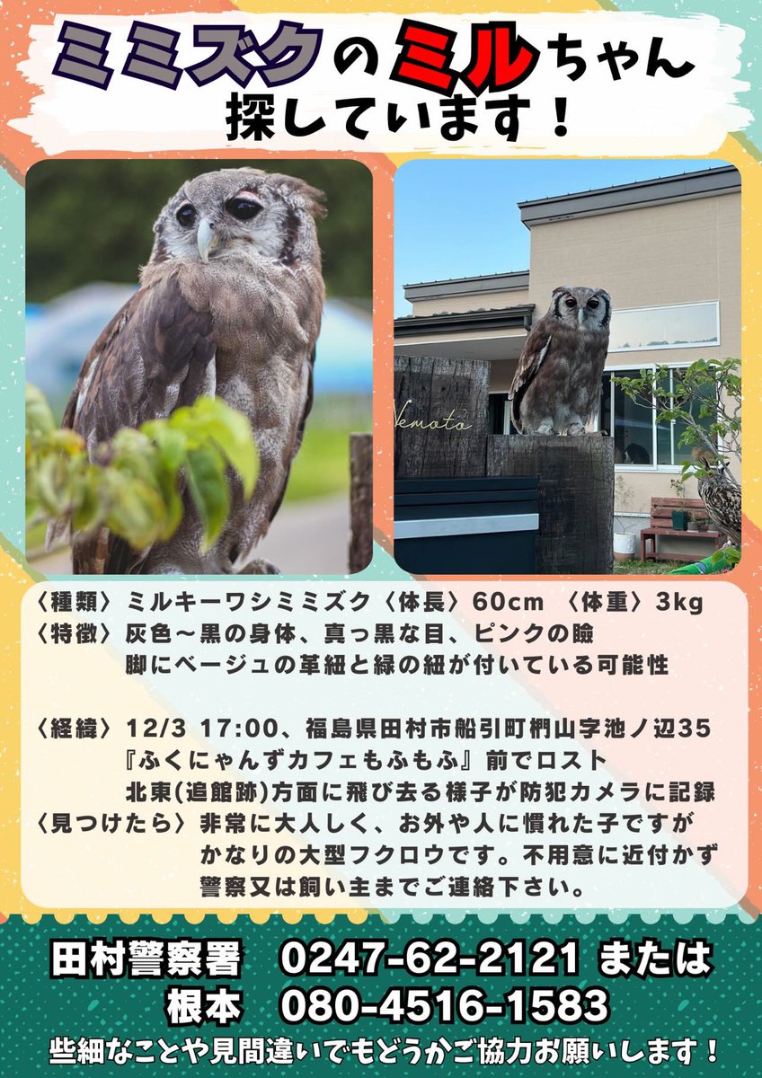 fukunyans_mofu's tweet photo. 私の不注意でミルさんをロストしてしまいました。
皆様にお願いがあります…拡散して頂けると幸いです。
宜しくお願いします🙇‍♀️ https://t.co/61dMtxCPXb