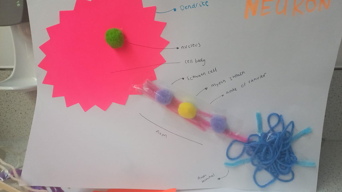 BeckyBtheOT's tweet photo. Great morning teaching the central nervous system with a slightly wilting jelly brain! @UWEOTs https://t.co/25s8rz2aKa