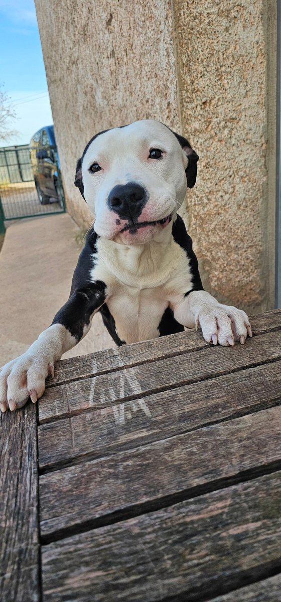 life4pitbulls's tweet photo. Hermes, 7 meses, buscamos adopción o acogida urgente. https://t.co/yJTW2OTxtt