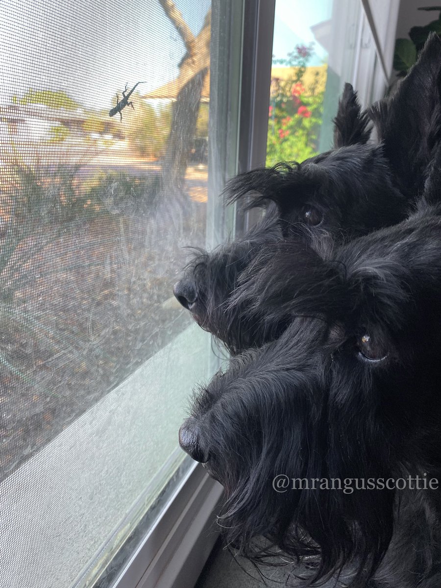 This has mum cackling. She kept saying “look, a lizard!” And the pups would look in the yard. That lizard kept still like it was hiding from a pair of T-Rex - and it worked! Scott and Angus didn’t see it. But maybe that is a good thing for the sake of the window remaining intact.