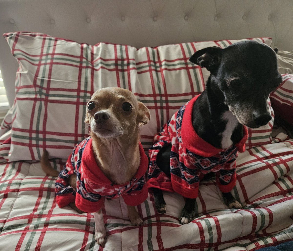 TeedIsMe's tweet image. The girls aren&apos;t sold on their Xmas pj&apos;s 🤣 🤣