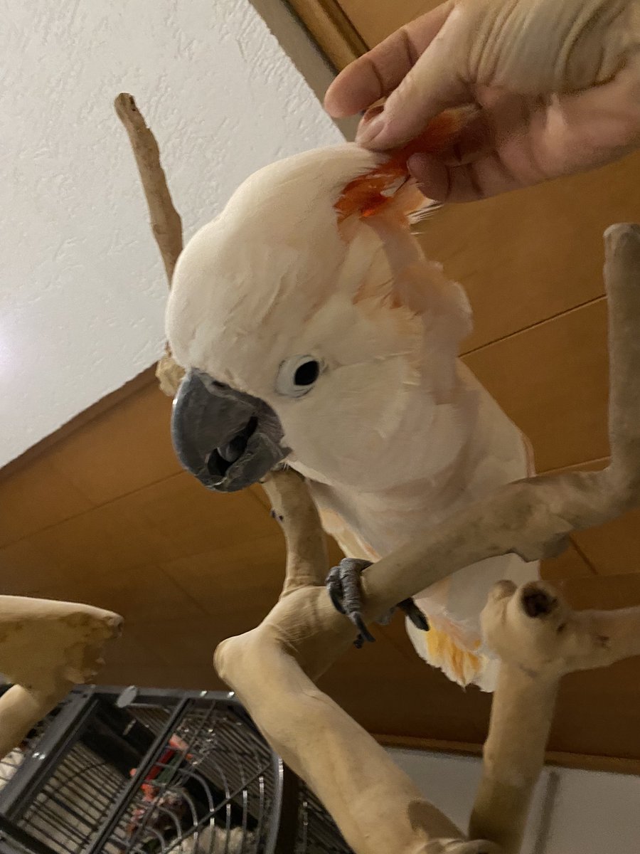 DominikaWalus's tweet photo. #Neo💚 #EclectusParrot i #LemmyTheCoctatoo oraz #Morty i #Kira #AmazonParrots pozdrawiają serdecznie 🥰 https://t.co/c5qQfbtkSS