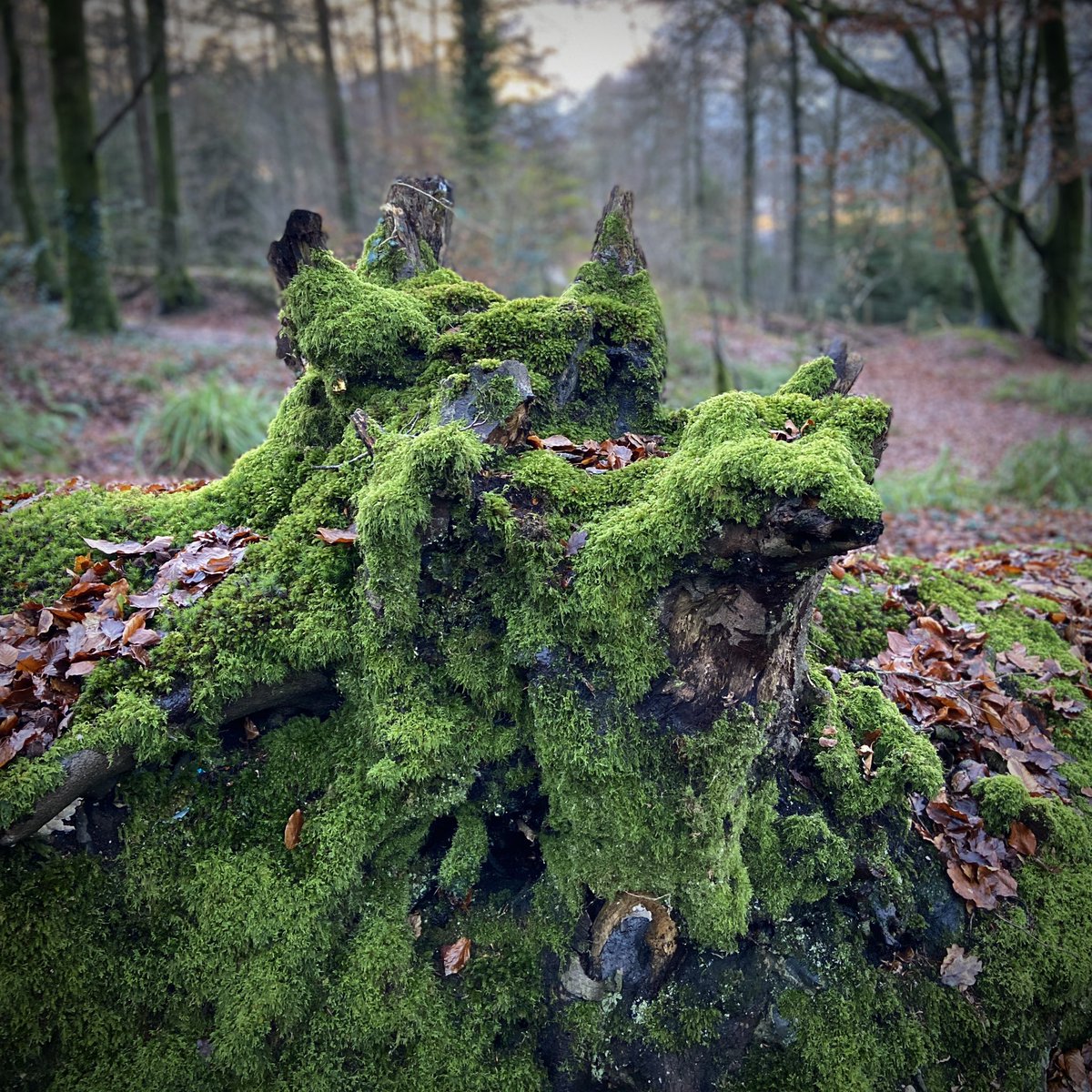 Top Stump 150 #TopStumps