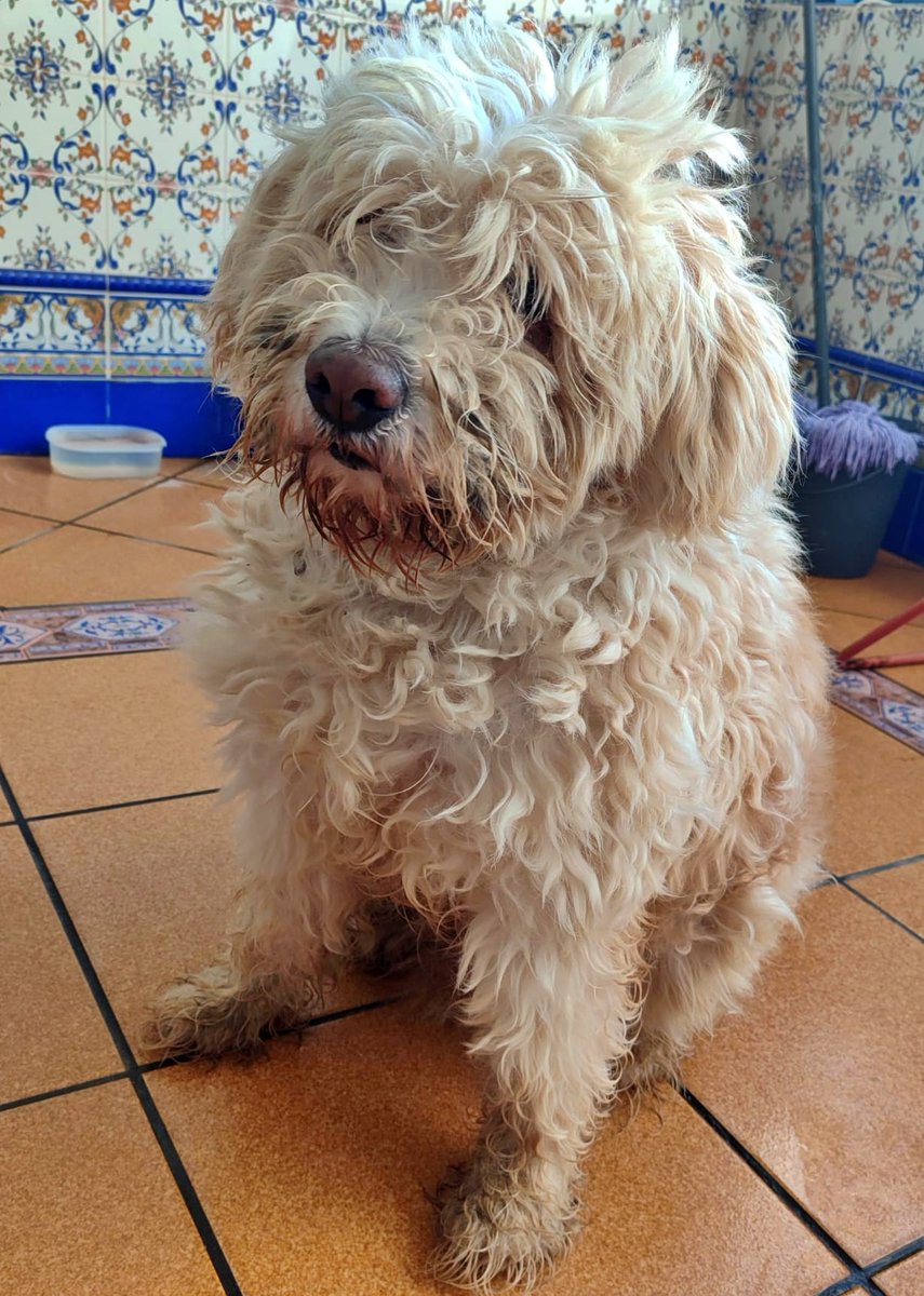 #Córdoba
Este peluchito tan guapo es #TERRY y tiene 7 años.
Siempre ha vivido en una casa, pero ahora su dueño se muda, (se va a vivir a otra comunidad) y no se lo puede llevar... 😒.

Buscamos una familia que se enamore de él y así evitar que tenga que ir al refugio en pleno