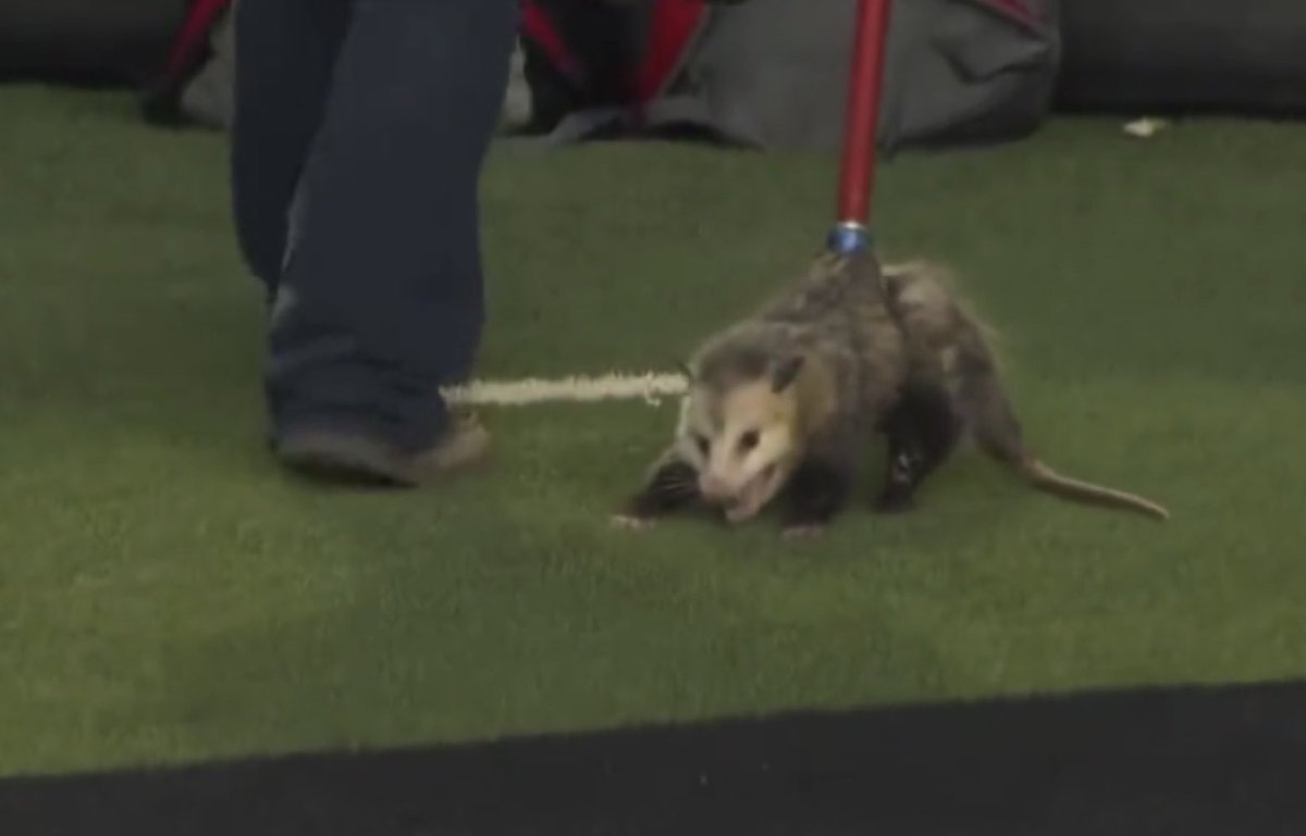 We are all opossums being pulled by the big red pole of responsibility