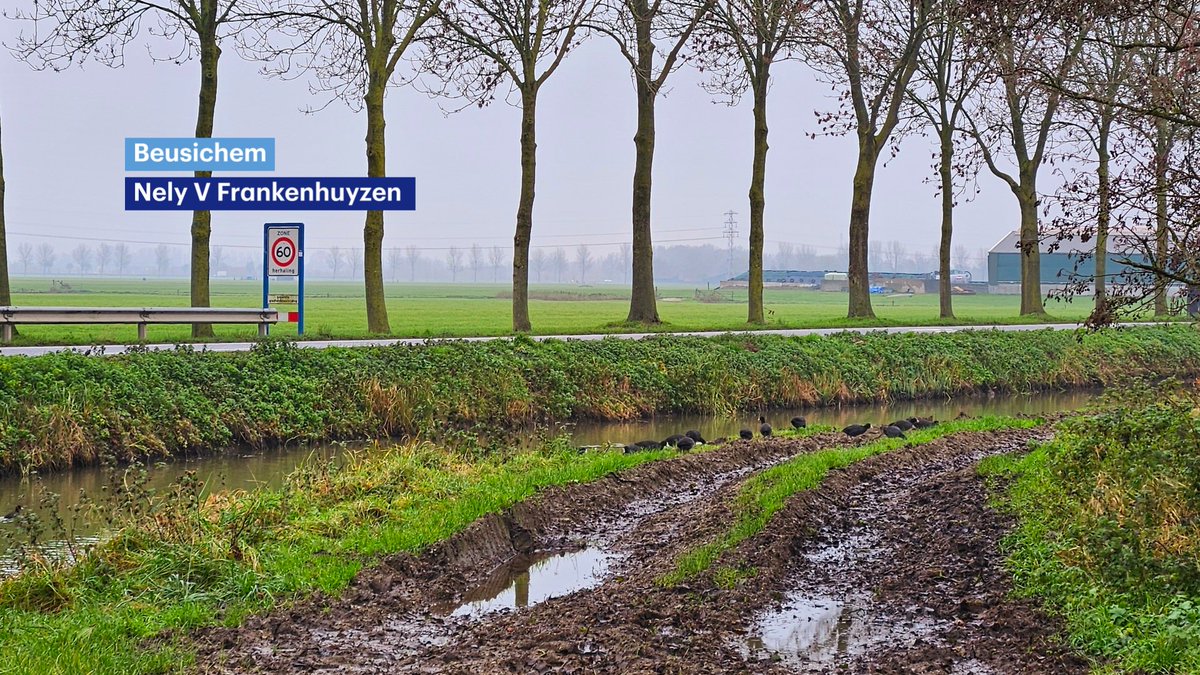 BuienRadarNL's tweet photo. In het noorden/noordoosten is het nog even winters en kan het plaatselijk glad zijn. In de rest van het land ligt de temperatuur boven nul. Het is bewolkt en lokaal kan een licht buitje vallen, verder is het meest droog. Morgen met 2-7 graden minder koud. https://t.co/gydDmWRRWW https://t.co/PmXUsqZgLt