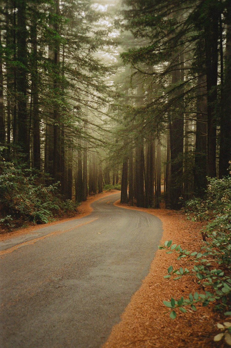 California Redwoods on 35mm film.