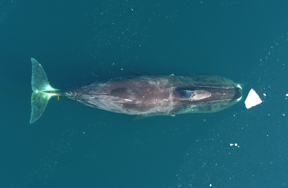 During winter and spring, bowhead whales migrate to Disko Bay in West Greenland to feed. Using drone photogrammetry, we quantified how much energy, and prey, the whales need in order to grow fat @mads_heide @OutiTervo Jonas Teilmann. link.springer.com/article/10.100…