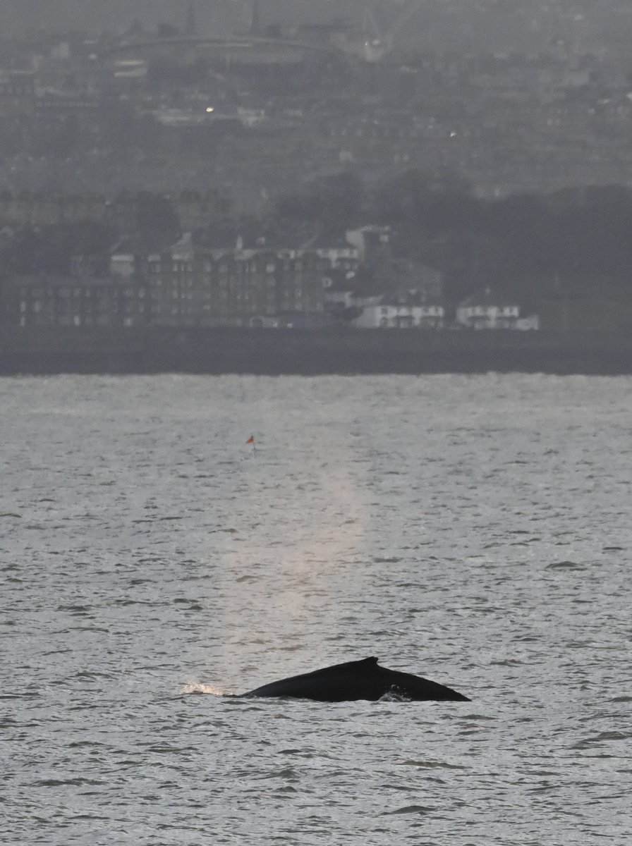 #humpback whale in Firth of Forth this afternoon with Edinburgh in the background. #forthmarinemammals Are people aware of the nature on their doorstep? 
#lovenature #natureonmydoorstep #naturelovers