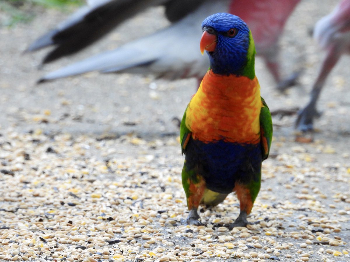 Hey You! Hi #RainbowLorikeet #Trichoglossus_haematodus #birds #aussiewildlife #caboolture #queensland #nikonaustralia #ABCmyphoto