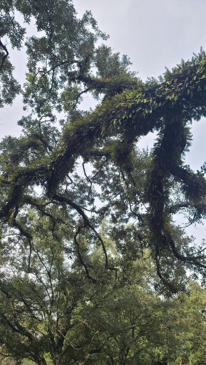 It's always such a treat after rain to see these magnificent trees burst with green from all the resurrection ferns