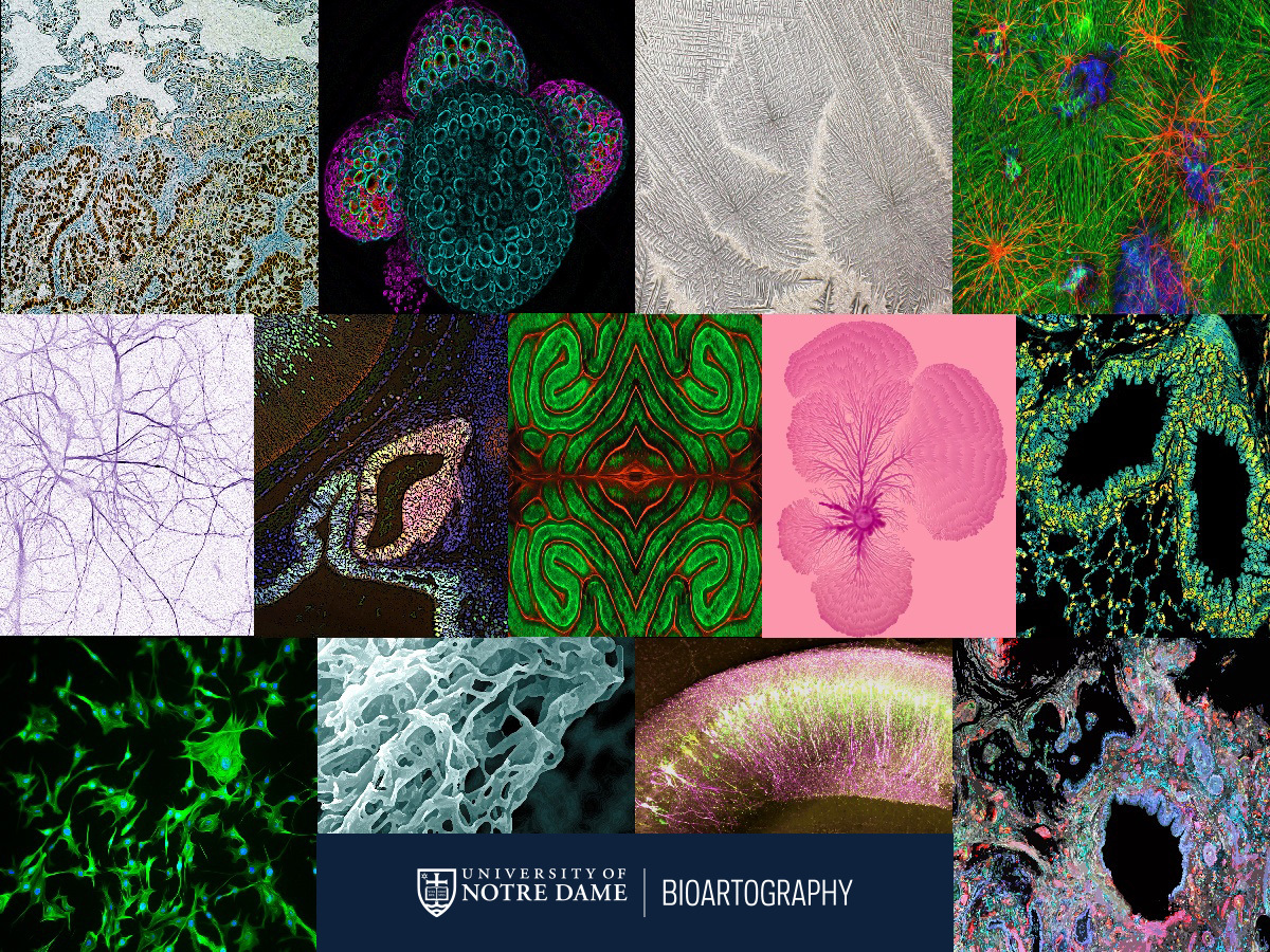 Update: The BioArtography program is transitioning ownership to the University of Notre Dame. 

All product orders are currently paused while this changeover takes place. Thank you for your patience!