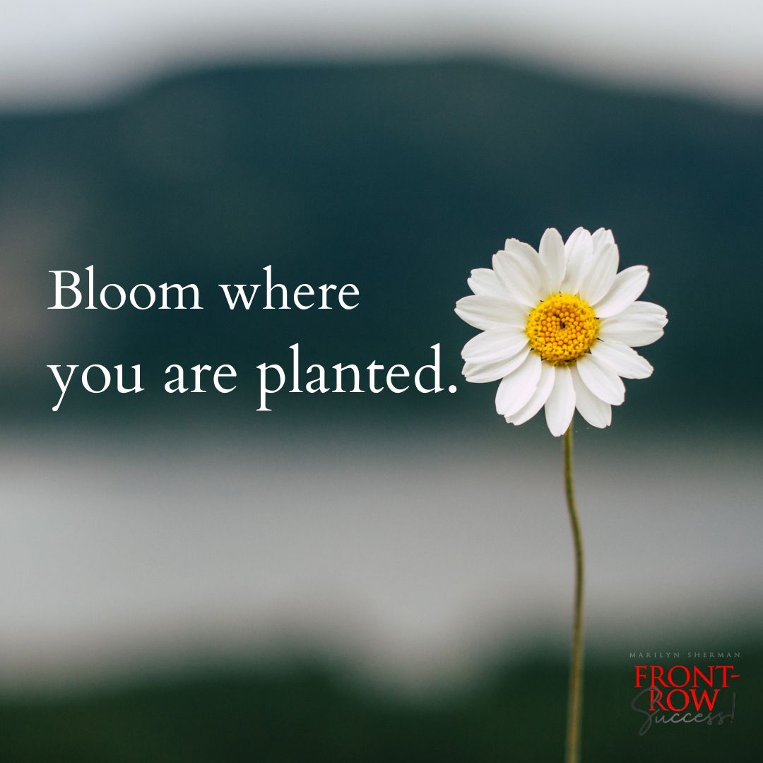 Be the most beautiful bloom you can be today. #marilynsherman #mindset
