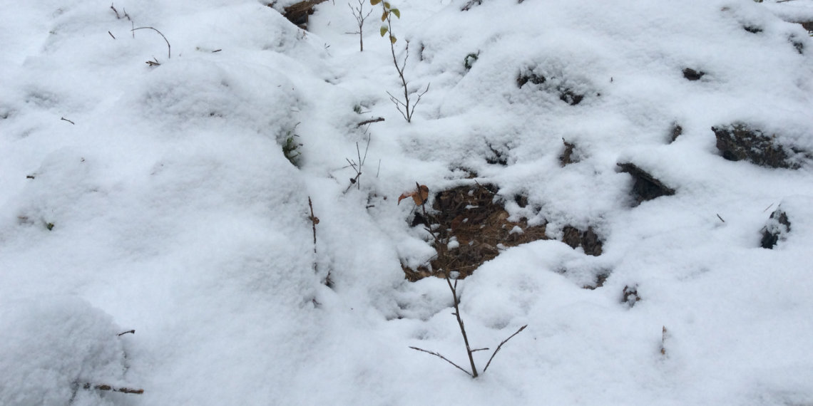 IPlantATree's tweet photo. Bilder von den im Oktober gepflanzten Buchen im Projekt Hahnheide.

Alle Infos: https://t.co/0PdAEG1x0V https://t.co/XKrgc1fvde