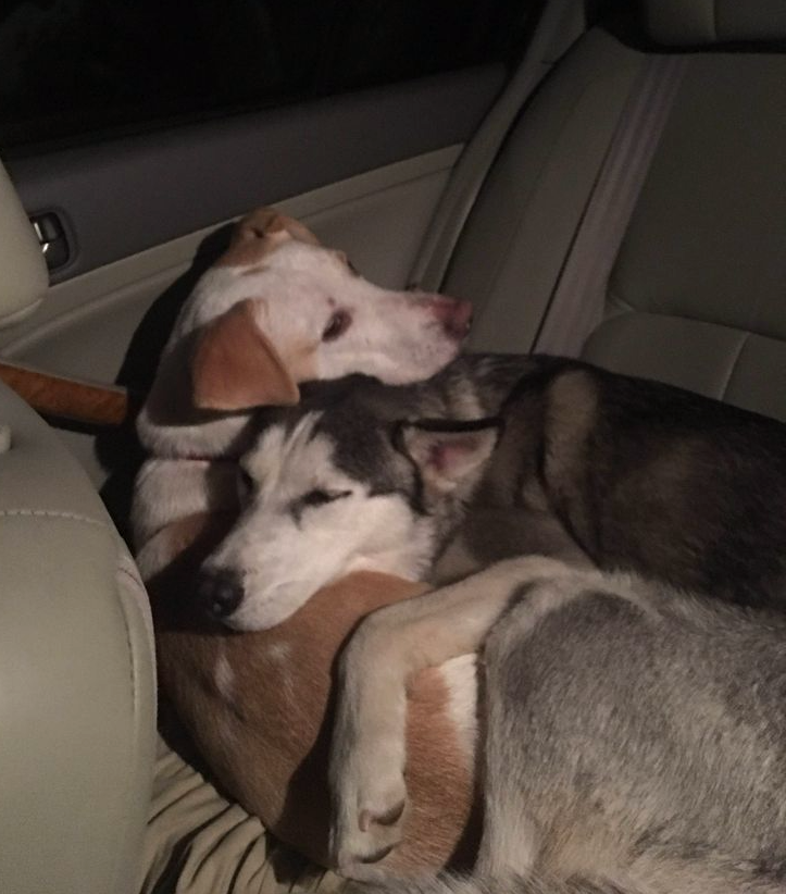 Our 2 dogs were separated from each other for the first time over the holidays. This is how they slept in the car upon being reunited. Please Don't scroll without giving them some love 💝