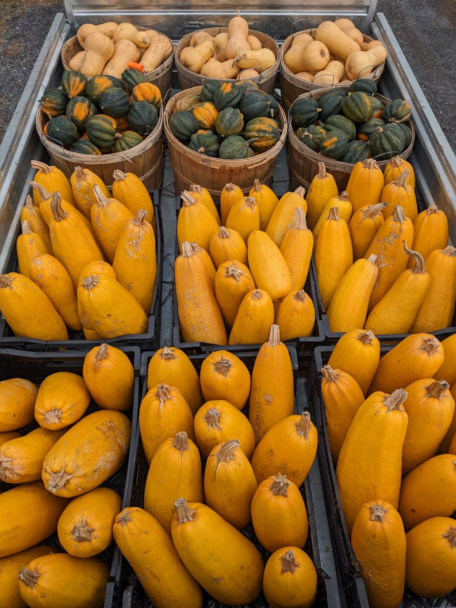 Farm to School Frederick (@f2sfrederick) on Twitter photo Get ready <a href="/FCPSWaverley/">Waverley Elementary School</a> families! Gorgeous #SquashHarvest heading your way. See you tonight for Glow-Go. #F2SFrederick #SquashLoad #EatLocal #NourishEveryPlate Get ready <a href="/FCPSWaverley/">Waverley Elementary School</a> families! Gorgeous #SquashHarvest heading your way. See you tonight for Glow-Go. #F2SFrederick #SquashLoad #EatLocal #NourishEveryPlate