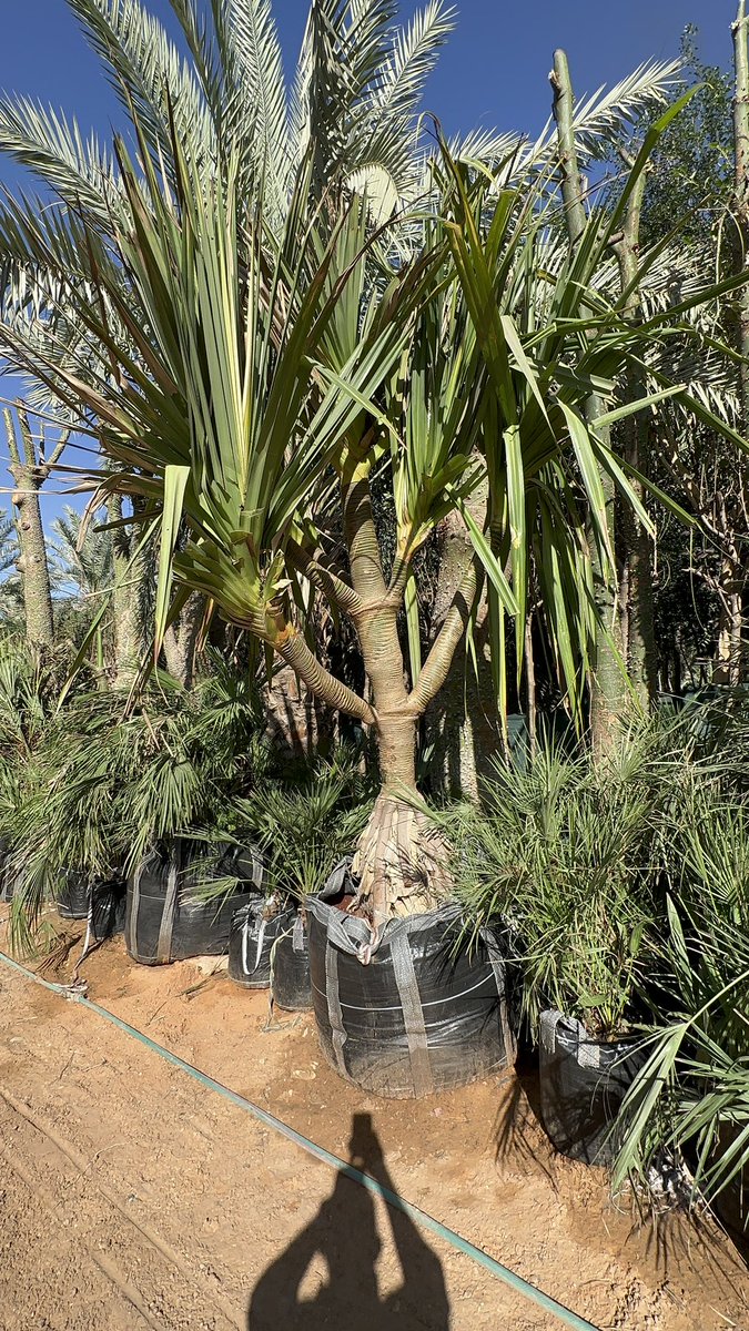 haniembabi73's tweet image. #بندانس 
#pandanus 
من النباتات المعمرة التي تعد واحد من اجمل نباتات الزينة يمكن توظيفه في جوانب الحديقة تحت ظل النخيل او الاشجار لحمايته في الصيف