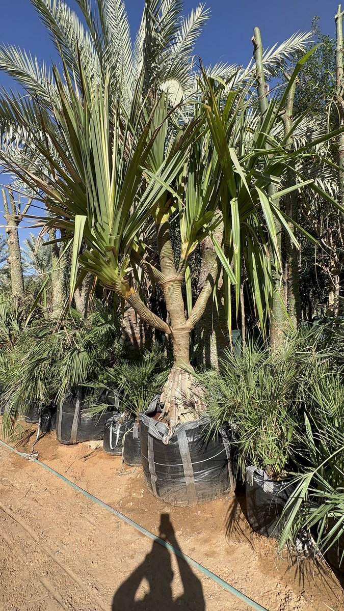 haniembabi73's tweet image. #بندانس 
#pandanus 
من النباتات المعمرة التي تعد واحد من اجمل نباتات الزينة يمكن توظيفه في جوانب الحديقة تحت ظل النخيل او الاشجار لحمايته في الصيف