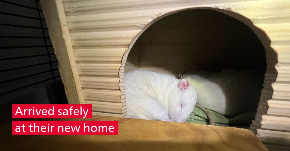 The #unibern is committed to the #CultureofCare, a culture of care & responsibility towards animals and the people who work with them. 30 rats from #animal experiments found a new home with the help of two animal welfare organizations: sohub.io/ioyk.