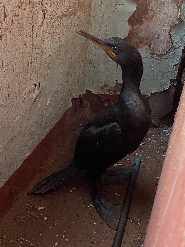 Its been an incredibly tough time for our European Shags as the east coast population has potentially been decimated this autumn with the series of storms we experienced as @UKCEHseabirds has been finding out. The blog has the full story: isleofmaynnr.wordpress.com