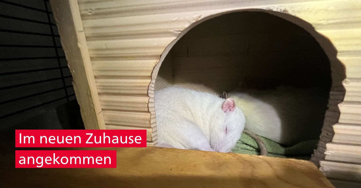Die #unibern fördert die #CultureofCare, eine Kultur der Fürsorge & Verantwortung gegenüber Tieren und Menschen, die mit ihnen arbeiten. 30 Ratten aus Tierversuchen konnten nun mithilfe zweier Tierschutzorganisationen an Privatpersonen vermittelt werden: sohub.io/gp6z.