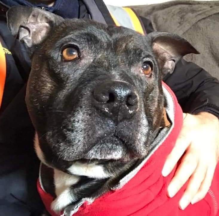 Ollie just popping on the page to say hi 💕💕💕 Ollie is 9 years old and was found as a stray 😢 He is a friendly little chunky staffy 😍 He is being cared for at our Worcester kennels and he is currently under assessment. We will update the page when Ollie is ready to adopt ❤️🐾