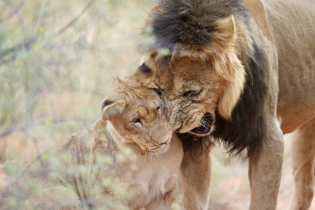 Vishva Dixit (@dixitvishva) on Twitter photo Reprimand in the Kalahari! Reprimand in the Kalahari!