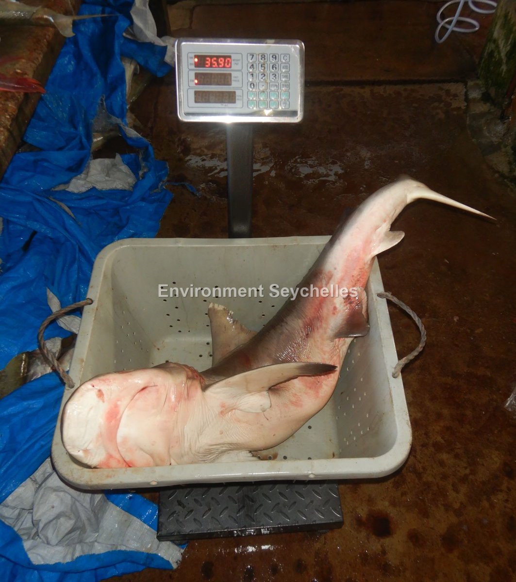 Seychellesharks's tweet image. Grey reef shark (Carcharhinus amblyrhynchos) - &quot;kaser&quot; - Victoria (27/10/23). #datagathering #SeyCCAT #seychellesfishingauthority #elasmobranch project