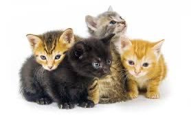 Northern Cyprus (2023) tweet media