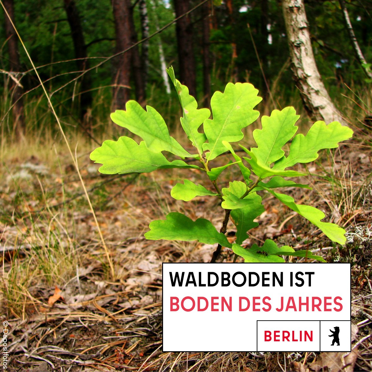 🌳🌲 Zum heutigen #Weltbodentag wurde der Waldboden zum Boden des Jahres 2024 erklärt. Umweltsenatorin <a href="/SchreinerManja/">Manja Schreiner</a>: "Für Berlin ist die Speicher-, Filter- und Reinigungsfunktion des Waldbodens von besonderer Bedeutung."

Mehr dazu hier:👉 berlin.de/sen/uvk/presse…