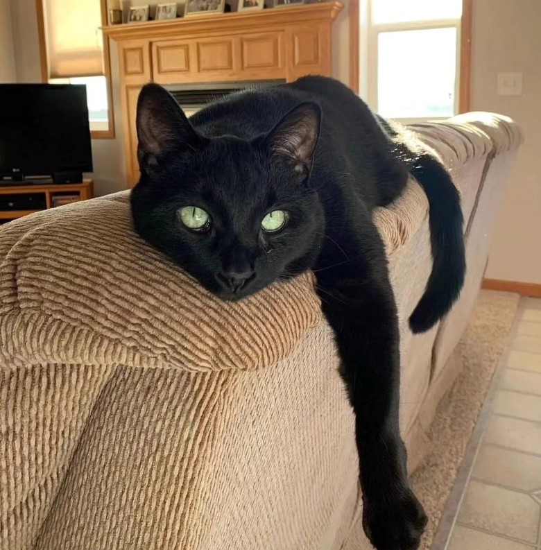 xcatworld's tweet photo. How you behave toward cats here below determines your status in Heaven. #cat #Catholic #CaturdayEve #CatsAreFamily #catsnoirfriday #CatsOfTwitter #Caturday #cat #Catholic #CaturdayEve #CatsAreFamily #catsnoirfriday #CatsOfTwitter #Caturday https://t.co/dZ4lGQ5iYw