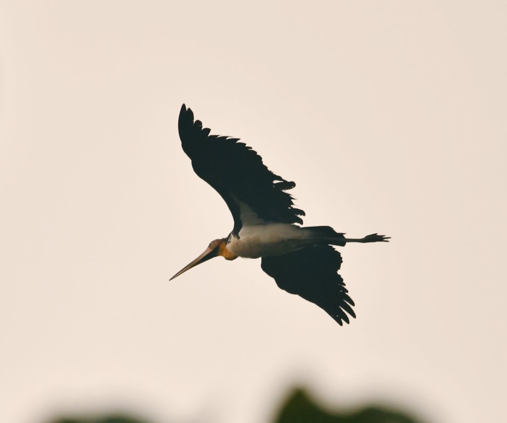 #IndiAves ID support pls!
Lesser #adjutant?
#Goa Birding

#indiasnature #ThingsOutside #TwitterNatureCommunity #birdwatching #BirdsSeenIn2023

#ThePhotoHour #ThroughYourLens #NikonPhotography