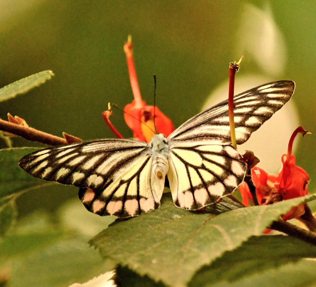 #IndiAves #TitliTuesday

Common Jezebel #butterfly

<a href="/HiHyderabad/">Hi Hyderabad</a>
<a href="/IFoundButterfly/">Indian Foundation for Butterflies</a> <a href="/savebutterflies/">Butterfly Conservation 🦋</a>
#indiasnature #ThingsOutside #TwitterNatureCommunity
#ThePhotoHour #ThroughYourLens #nikon #nikonphotography #butterflyphotography