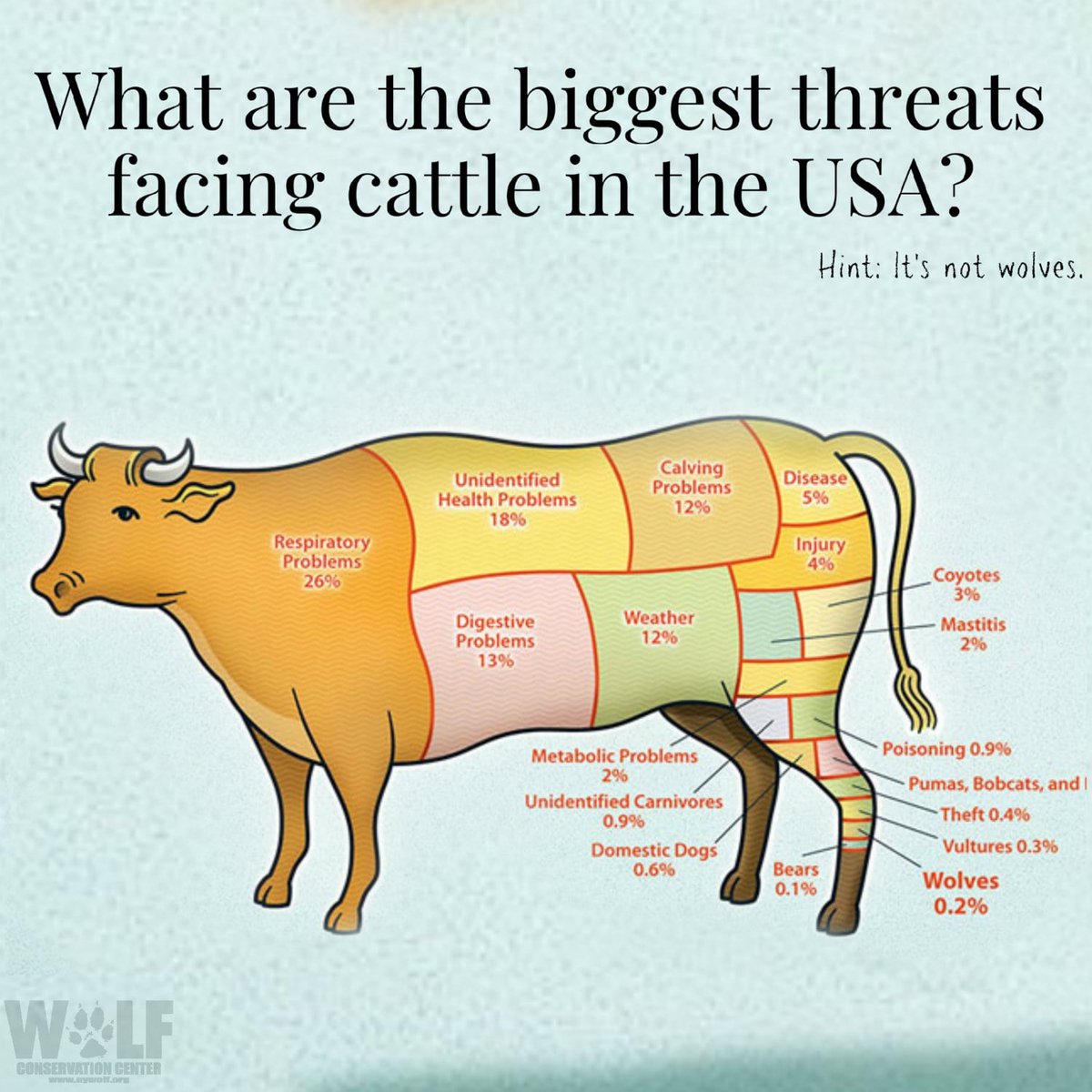 Where’s the beef? Don’t ask wolves… Despite their big, bad reputation, a study found that wolves account for .009% of unintended cattle losses nationwide.  

More: bit.ly/2LvymvO via @HSUS

Cow graphic by <a href="/SierraClub/">Sierra Club</a>