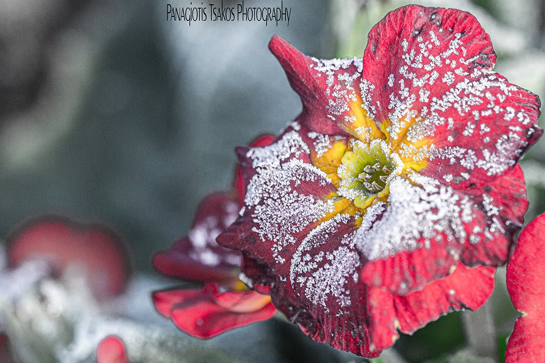 CorellaTej7982's tweet photo. #snow #snowishere #winter #winteriscoming #redflowers #fleurs #neige #nieve #neu #neve #fiori #nature #wildlifephotography #wildlife #pics #ecosistema https://t.co/ZPMgZbw7ko