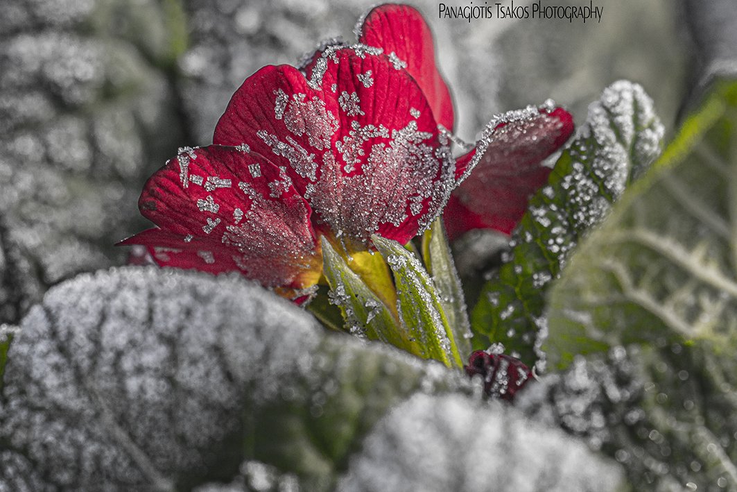 CorellaTej7982's tweet photo. #snow #snowishere #winter #winteriscoming #redflowers #fleurs #neige #nieve #neu #neve #fiori #nature #wildlifephotography #wildlife #pics #ecosistema https://t.co/ZPMgZbw7ko