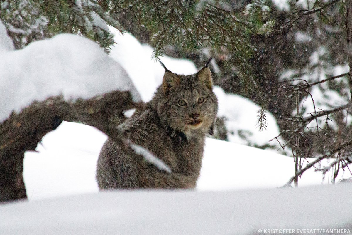 Inhabiting the cold climates of the United States and Canada, the Canada lynx is at home in the snow, preying on hares. Want to learn more about this #cat? Read our latest blog about its importance to the environment and how Panthera helps it thrive: bit.ly/482c2zn