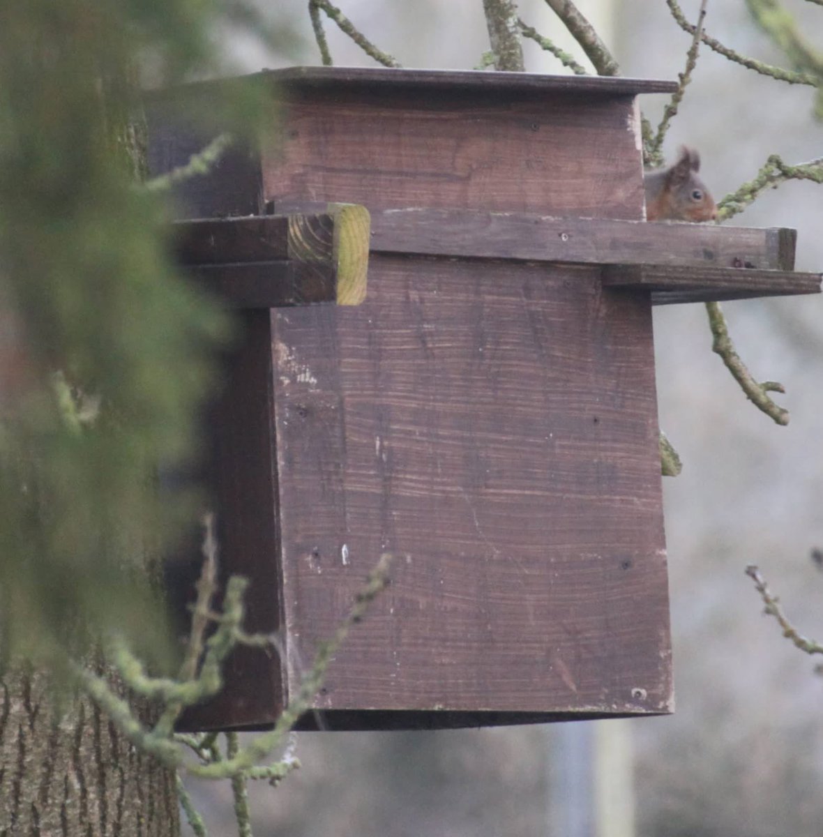 Sometimes our species work crosses over!! @peddyrmac spotted this beautiful #redsquirrel in Fermanagh checking out his #barnowl nesting box! @BarnOwlsNI @UlsterWildlife